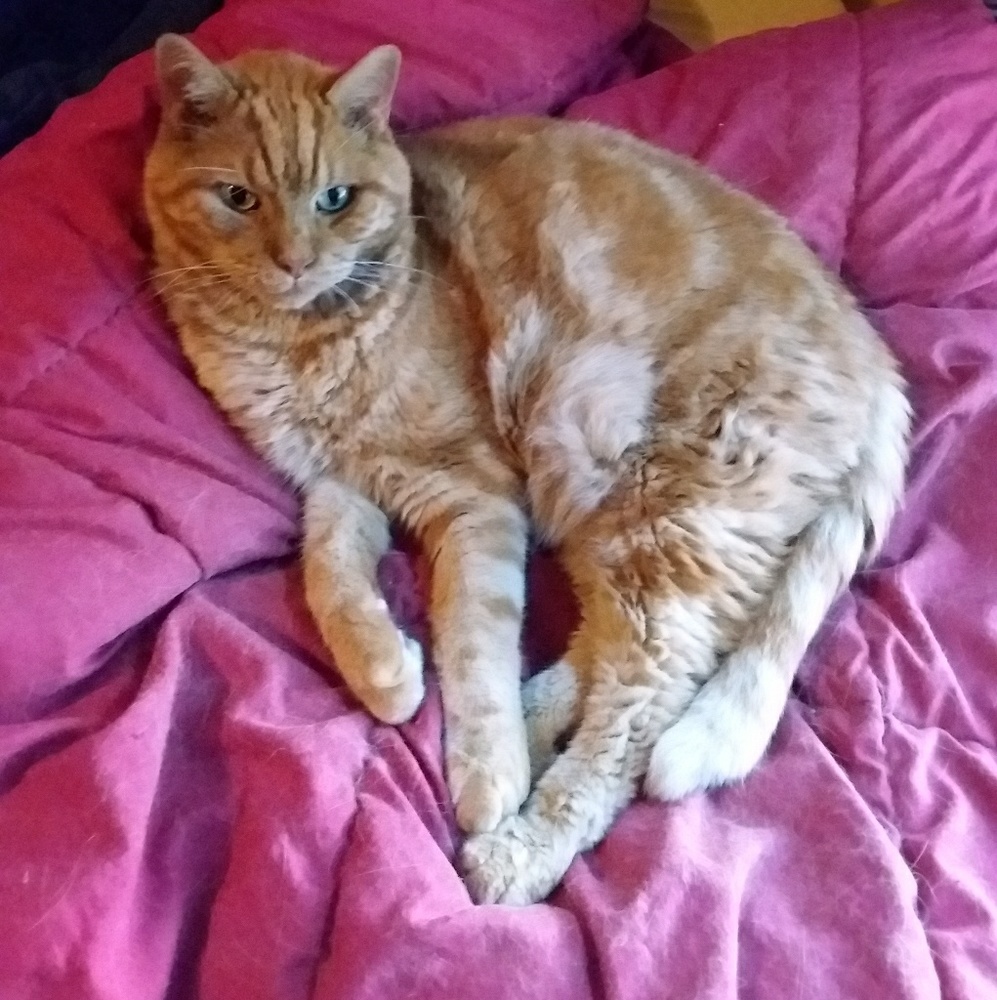 Meet your Posher, Virginia